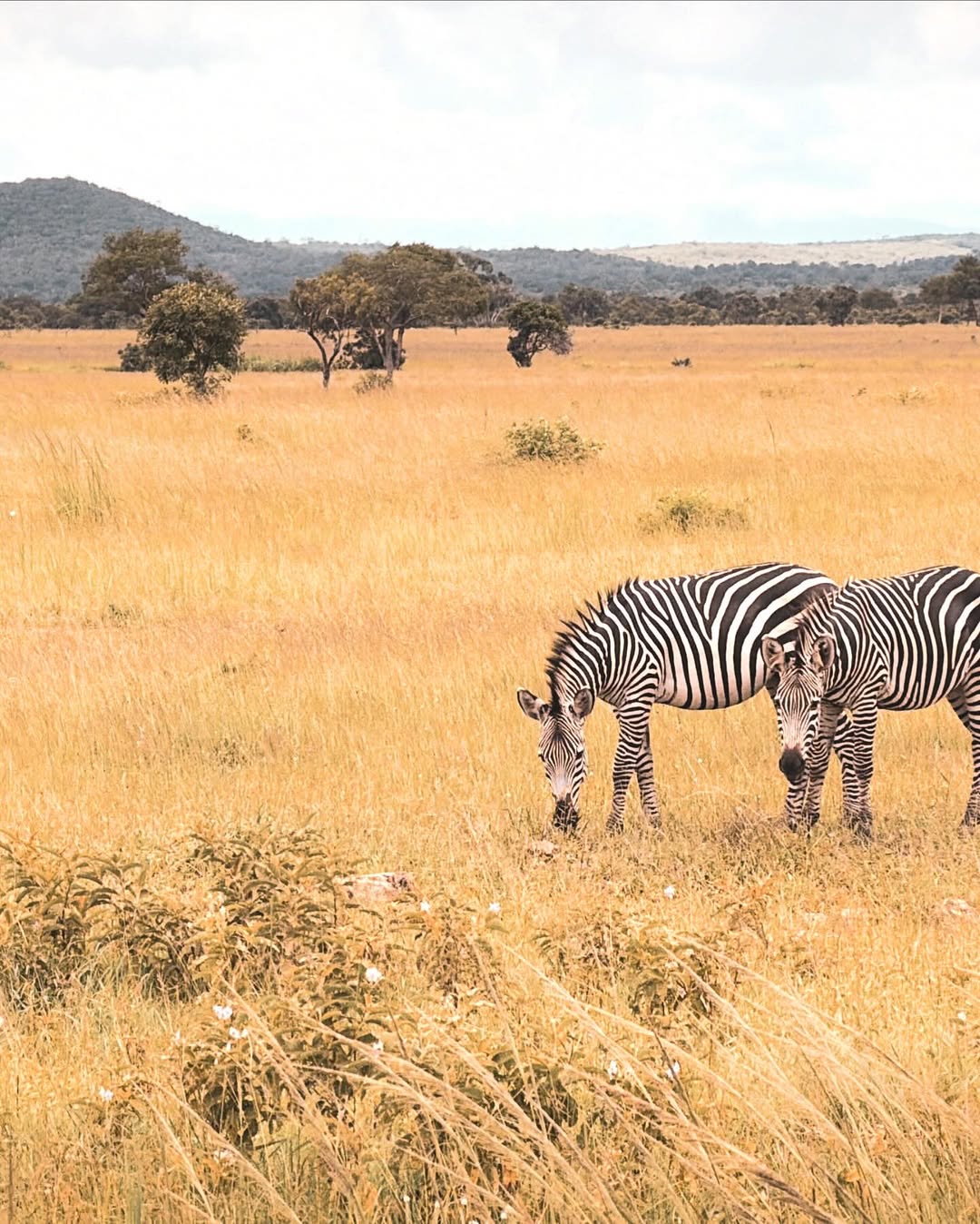 Serengeti
